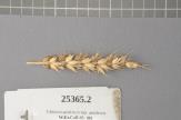 Click for 1 image(s) for this accession. Spike